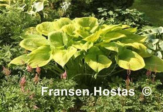 Hosta Gold Elation